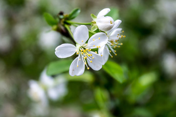 White flowers of fruit tree