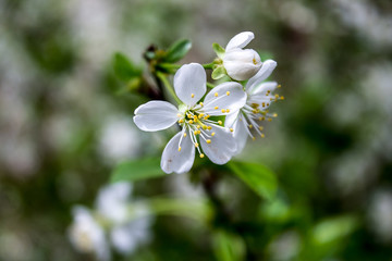White flowers of fruit tree