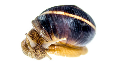 Snail on white