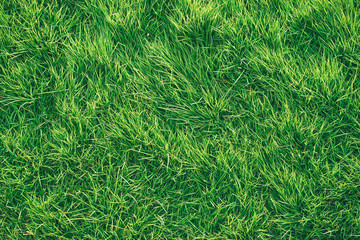 Green grass background.
