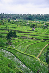 Beautiful landscape with green rise fields view. Bali, Indonesia.