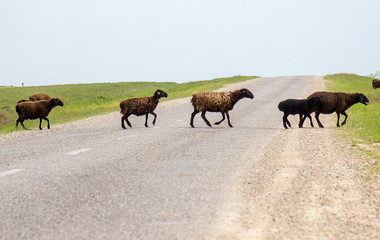Sheep in the nature cross the road
