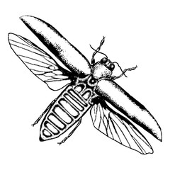 Flying insect, bug with wings, scarab beetle. Vintage old hand drawn stippling and hatching, shading style. Engraved stipple woodcut. Vector.