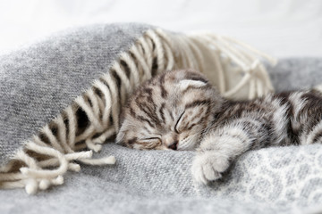 Cute scottish fold kitten sleeping in soft blanket on wooden boards background - obrazy, fototapety, plakaty