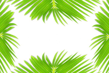 green palm coconut  tree leaves texture on white background with text copy space