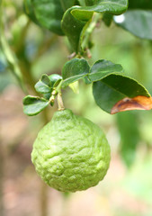 Bergamot.