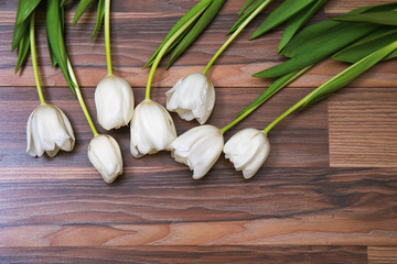 Seven fresh white tulips lying on wooden background. Beautiful cut flowers. Tender tulips. Free place for text, cope space.