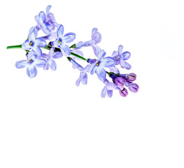 Lilac branch on a white background
