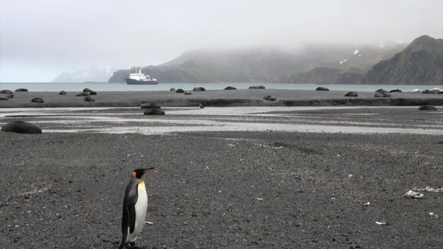 Cute penguin among seals on background of snow mountains and ship in Antarctica. Incredibly intelligent and dignified animals birds. Coast of cold ocean on background of snowy mountains.