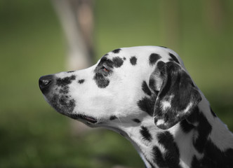 Spotted Cute Adorable Portrait Of Dalmatian Dog