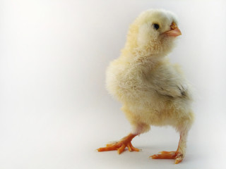 Fototapeta premium French breed chick called Salmon Faverolles