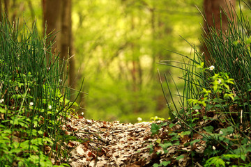 Pathway in summer green forest in sunlight, nature background