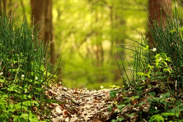 Foto op Plexiglas Pathway in summer green forest in sunlight, nature background © okostia