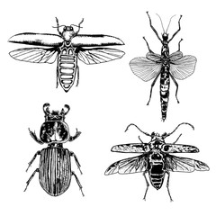 Big set of insects, bugs, flying beetles. Many species in vintage old hand drawn stippling and hatching, shading style. Engraved stipple woodcut. Vector.