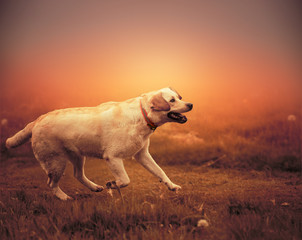    Labrador Retriever playing on meadow at Sunset.