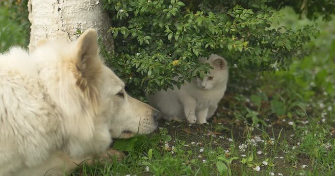 White Cat And White Dog Playing At Green Grass.