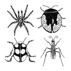 Big set of insects, bugs, flying beetles. Many species in vintage old hand drawn stippling and hatching, shading style. Engraved stipple woodcut. Vector.