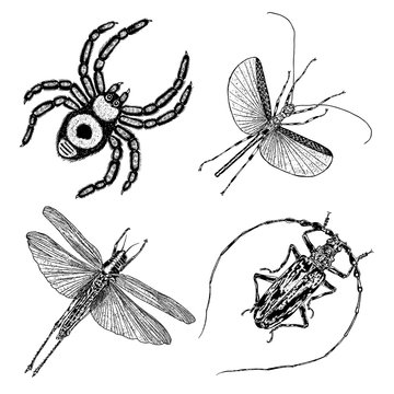 Big set of insects, bugs, flying beetles. Many species in vintage old hand drawn stippling and hatching, shading style. Engraved stipple woodcut. Vector.