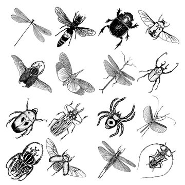 Big set of insects, bugs, beetles, fly, bees, fleas.  Many species in vintage old hand drawn stippling and hatching, shading style. Engraved stipple woodcut. Vector.