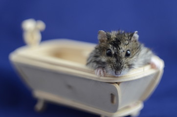 мышь, хомяк, ванна, душ, синий, животные, деревянный