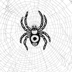 Hand drawn spider on the web. Realistic insect. Vintage stippling and hatching style. Engraved doodle line graphic design for Halloween. Black and white. Vector.