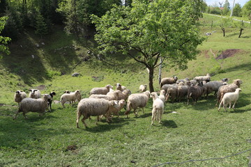 Naklejka na ściany i meble Pets / Sheep and goats graze in a pasture