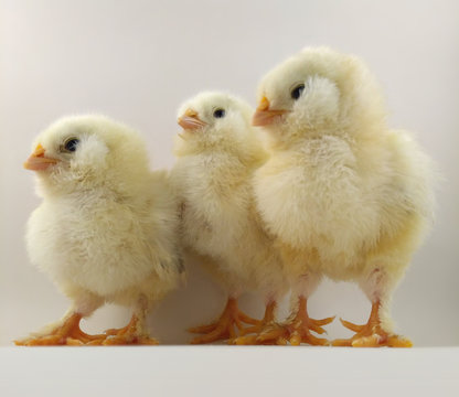 French breed chick trio called Salmon Faverolles