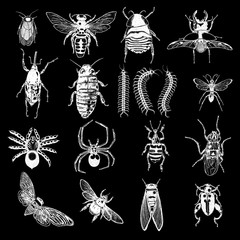 Big set of insects, bugs, beetles, fly, bees, fleas.  Many species in vintage old hand drawn stippling and hatching, shading style. Engraved stipple woodcut. Vector.