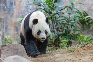 Giant panda eating bamboo
