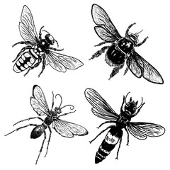 Set of four bee. Hand drawn stippling and hatching. Engraved vintage in scratchboard style stipple insects. Vector.