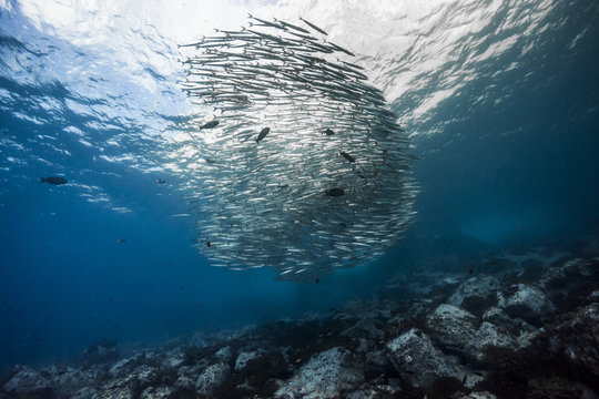 School of barracudas