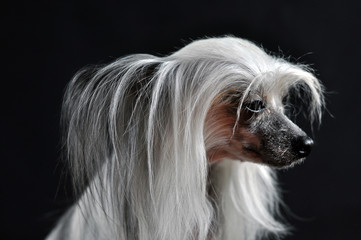 Chinese crested dog in studio