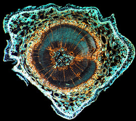 Transverse section of pine wood under microscope isolated on black background, light micrograph....