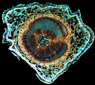 Transverse section of pine wood under microscope isolated on black background, light micrograph. The image has been enhanced to accentuate internal structure