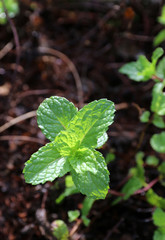 Mint leaves, copy space
