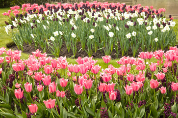 Spring flowers in the UK