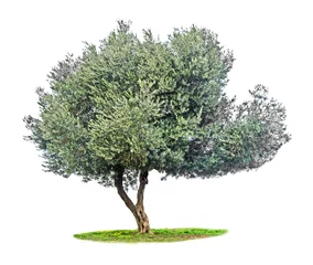 Printed kitchen splashbacks Olive tree Olive tree on white