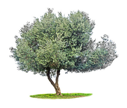 Olive tree on white
