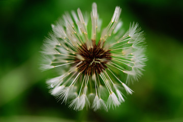 Dandelion. Blowball. Close up, soft focus