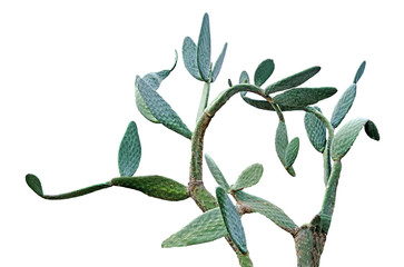 close up of cactus isolated on white background