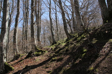 paysages autour de Besse, Auvergne