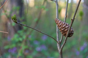 Pine Cone stucked in branch closeup