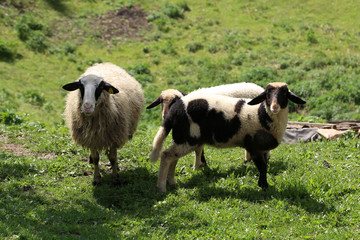 Pets / Sheep and goats graze in a pasture