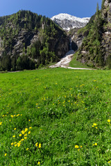 Spring green meadow with flowers and  snowy mountains in the background, vertical image. Austria, Tirol, Zillertal, Stillup valley.