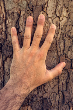 Hand touching maple tree