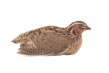 wild quail