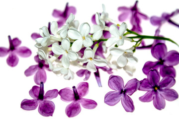 Fototapeta na wymiar Lilac on white background