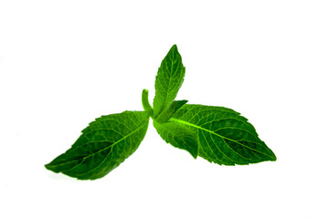 Mint leaves on white