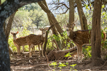 grupo de ciervos dama