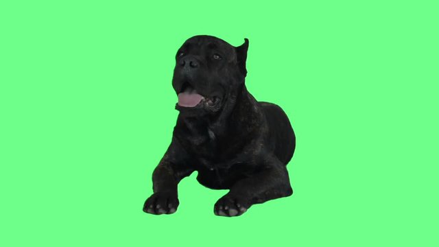 Cane corso on a green screen